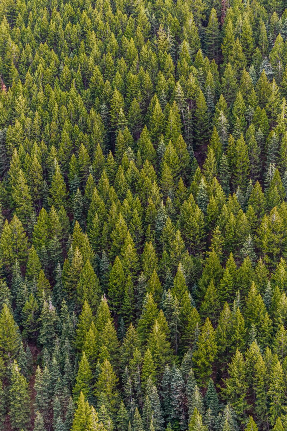 Lush pine tree forest with a top down view